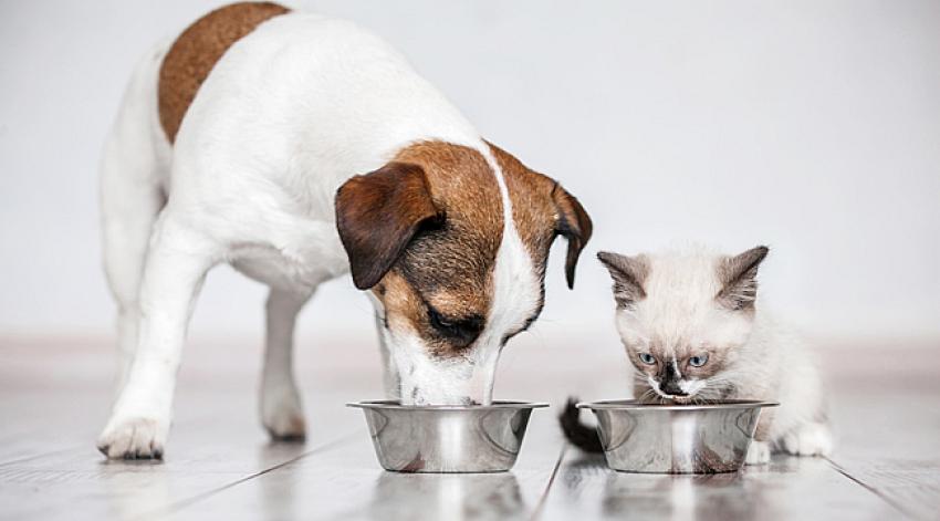 Çalışanlar en çok kedi besliyor