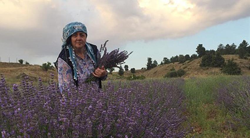 Lavanta hasadı başladı