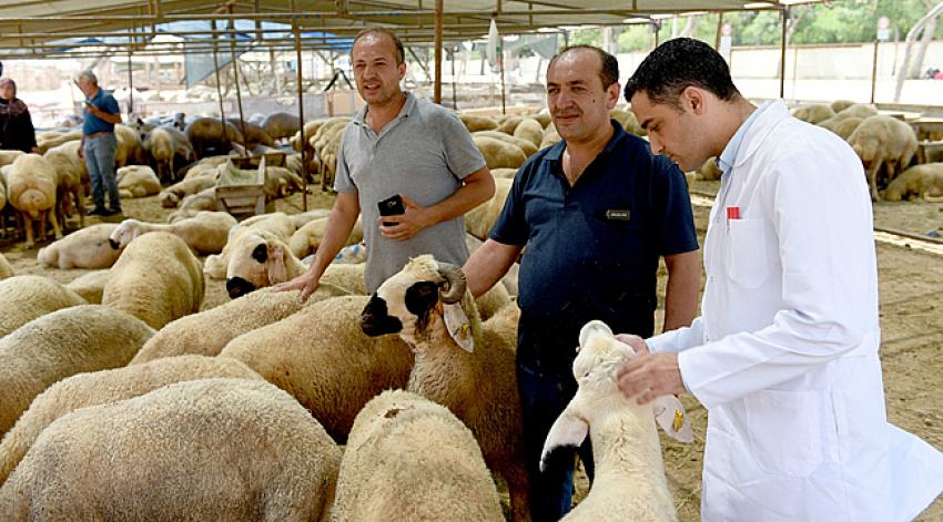 Seyhan’da ücretsiz 4 bin kesim yapıldı