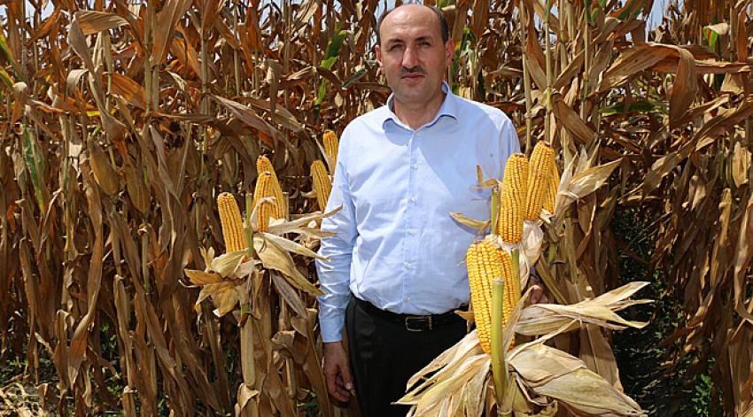 Çukurova'da mısır hasadı başladı