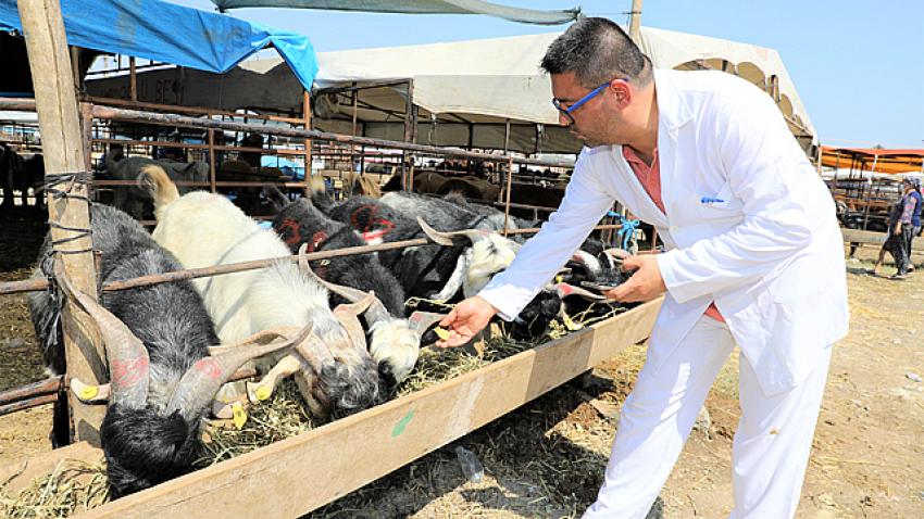 Yüreğir'de kurban satış ve kesim yerleri belirlendi